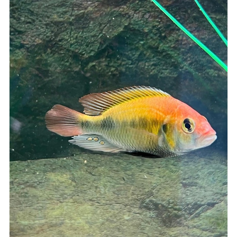 Kyoga Flame Back Cichlid