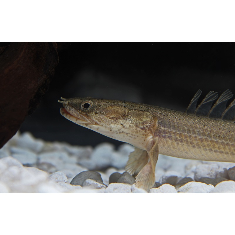 Lapradei Bichir