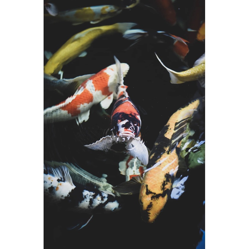 Large Koi Fish