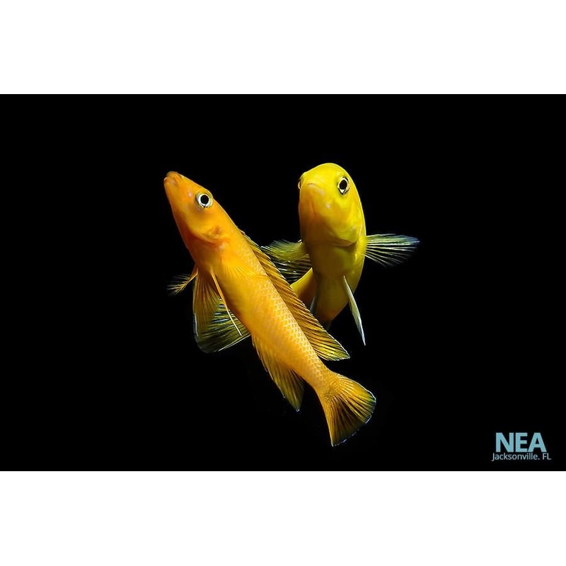 Leleupi Cichlid  Small