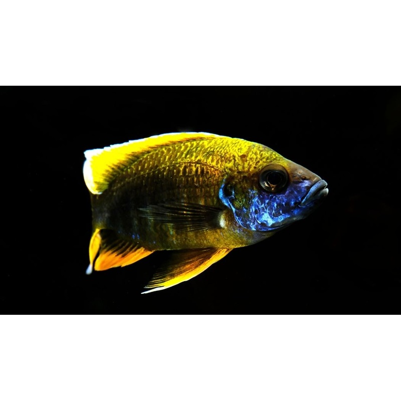 Lemon Jake Peacock Cichlid Male Large