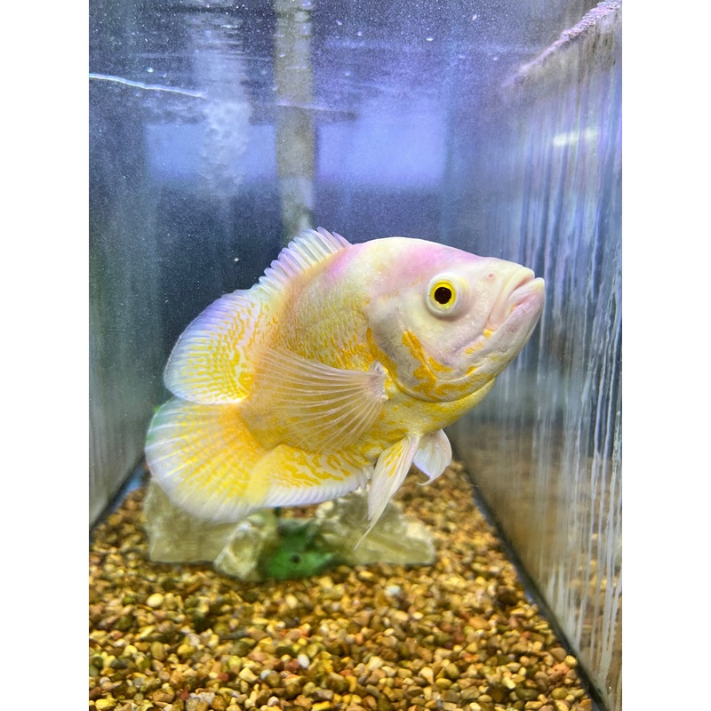 Lemon Oscar Cichlid