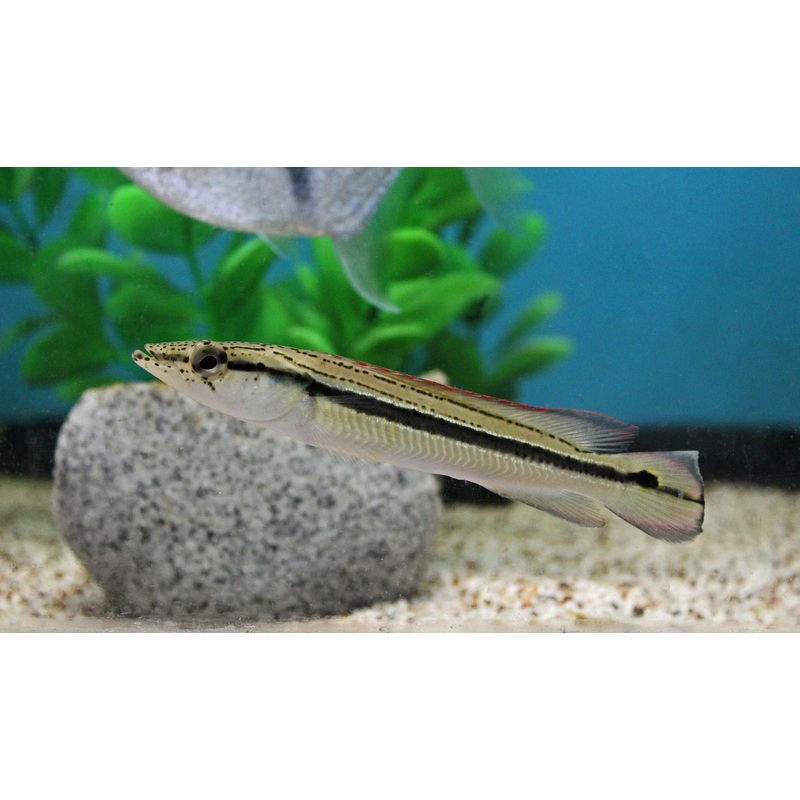 Lenticulata Pike Cichlid