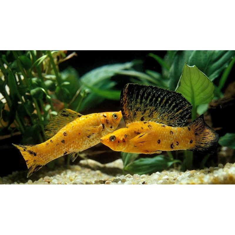 Leopard Molly