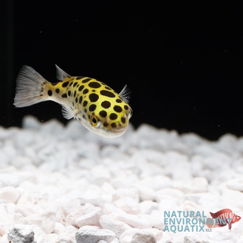 Leopard Puffer Fish