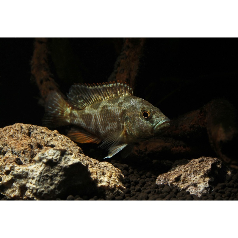 Livingstoni Cichlid