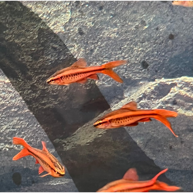 Long Fin Cherry Barb