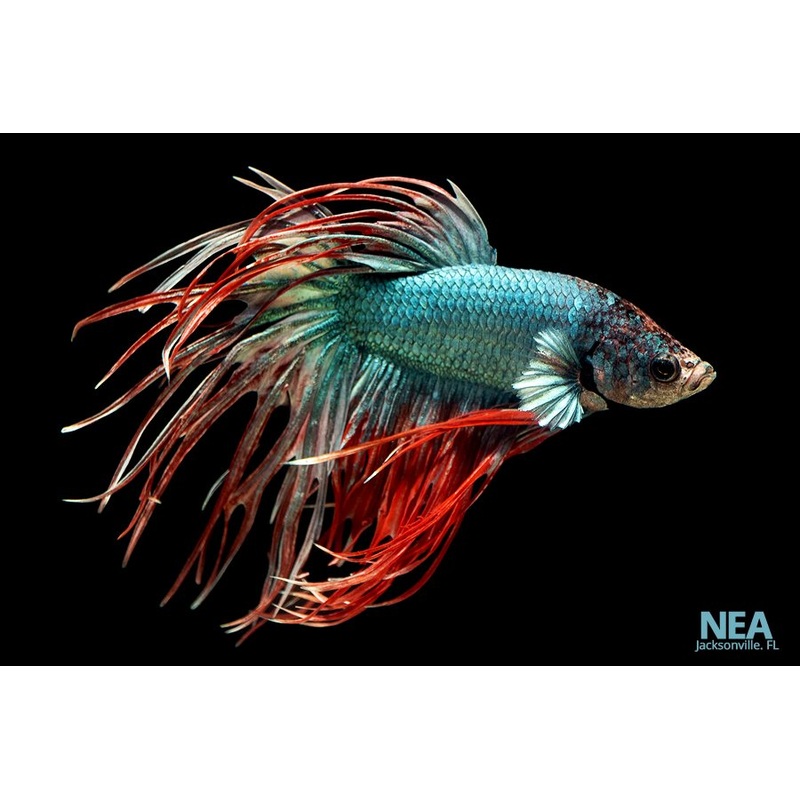 Long Fin Male Betta Fish