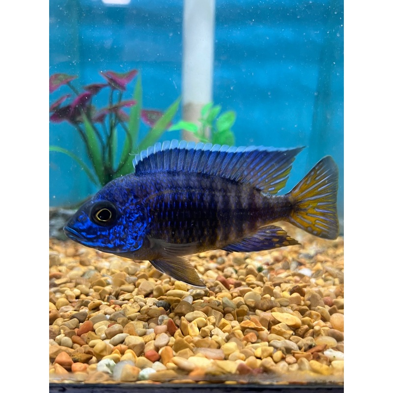 Chilumba Cichlid
