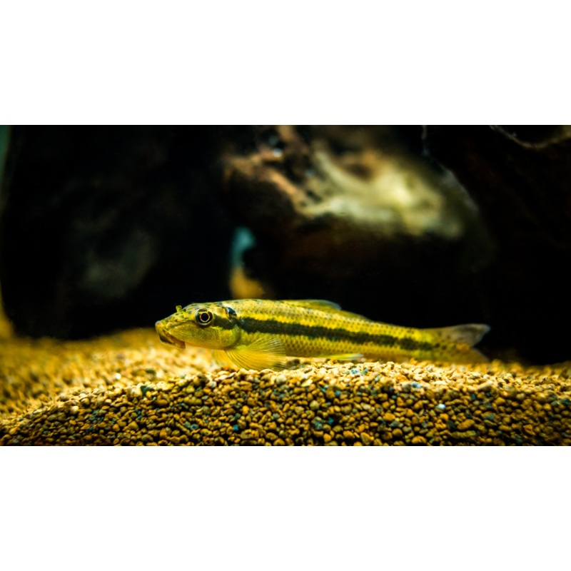 Chinese Algae Eater