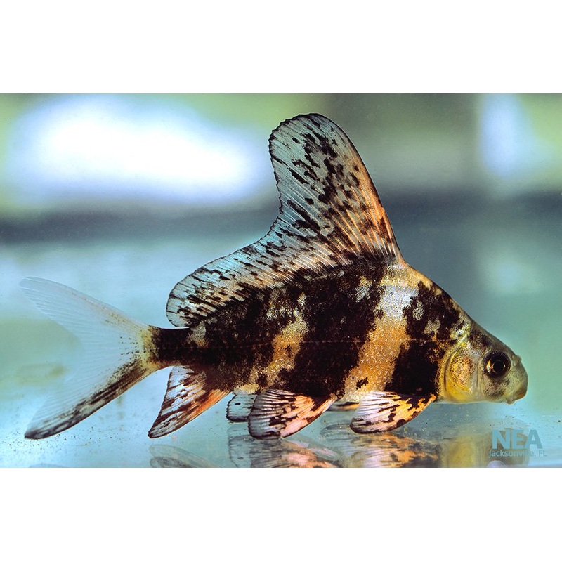Chinese Hi Fin Shark