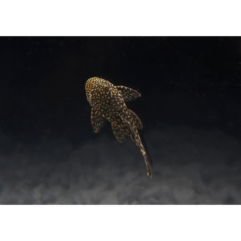 Chocolate Ancistrus