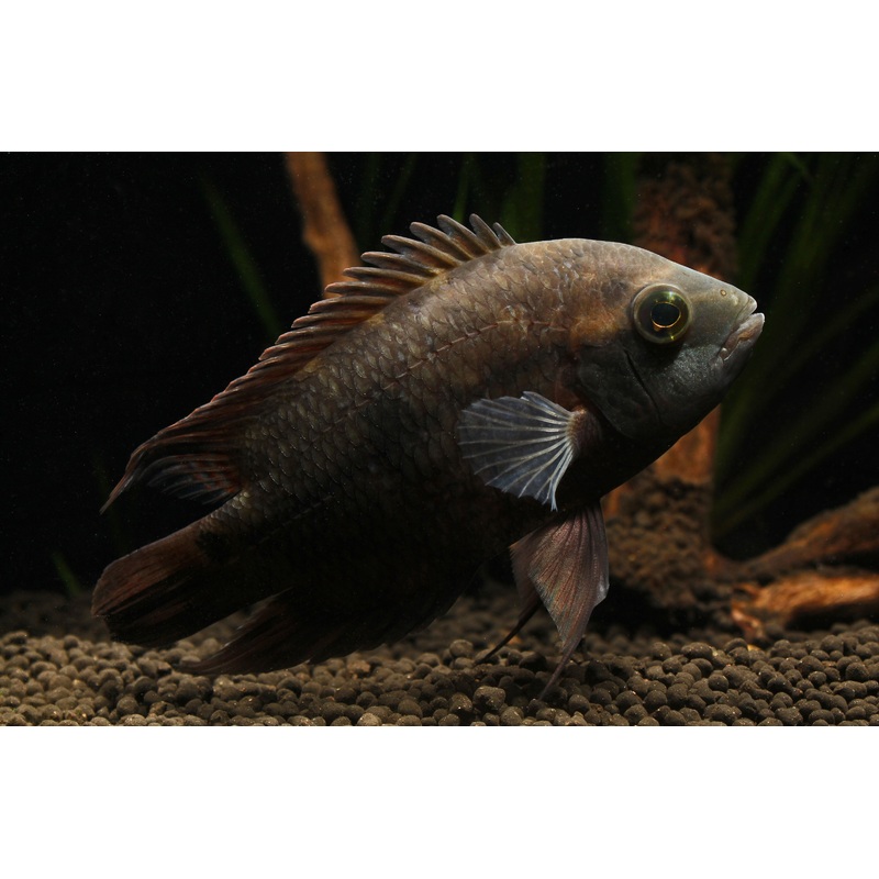 Chocolate Cichlid