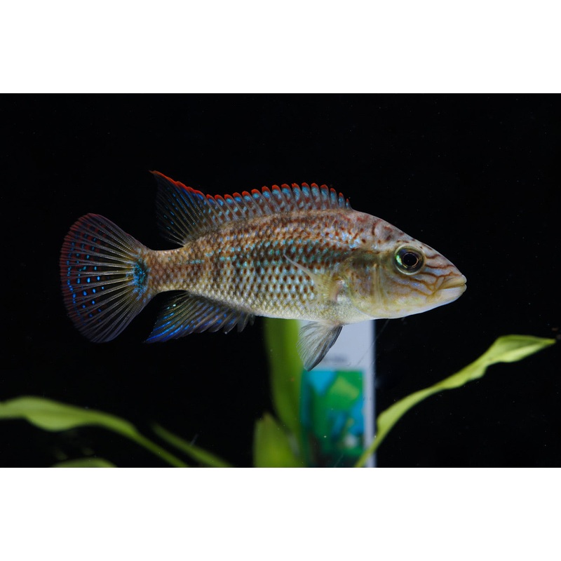 Cichlasoma Gramodes Cichlid