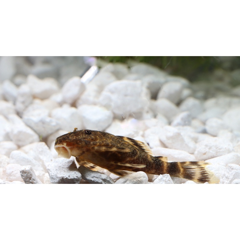 Clown Plecostomus
