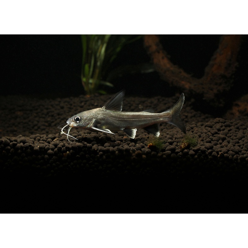 Colombian Shark