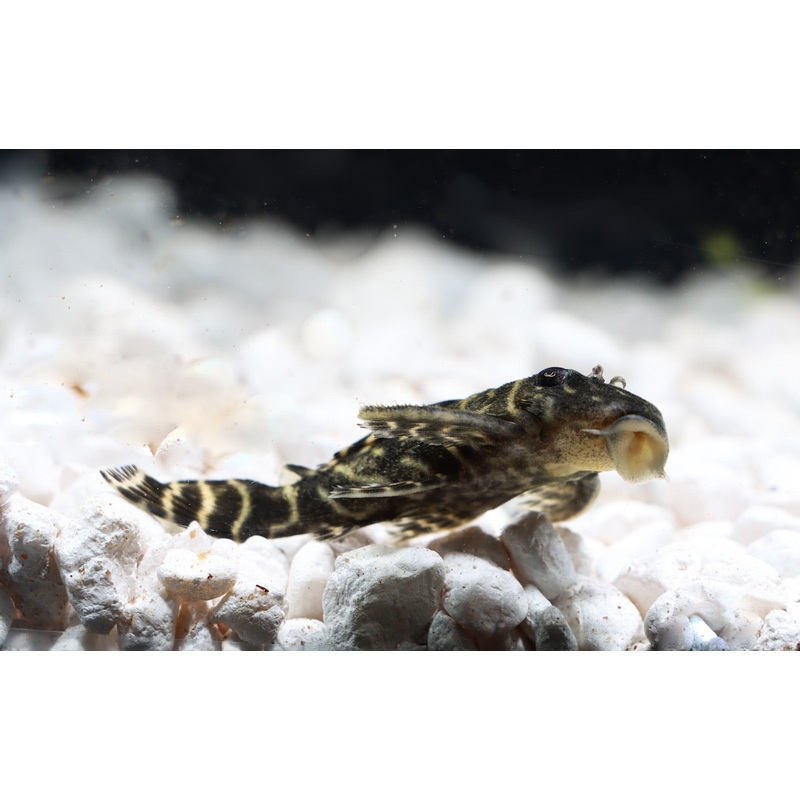 Colombian Zebra Plecostomus L-129