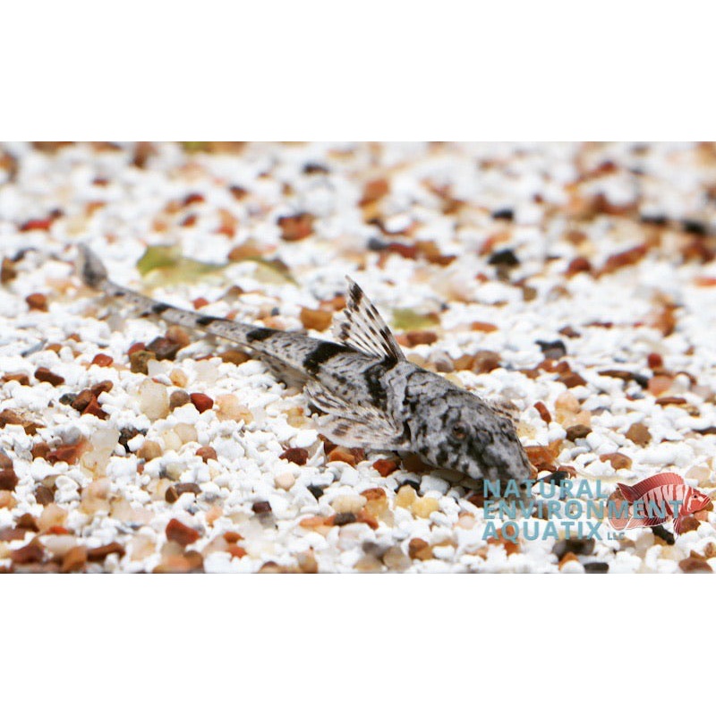 Common Whiptail Catfish