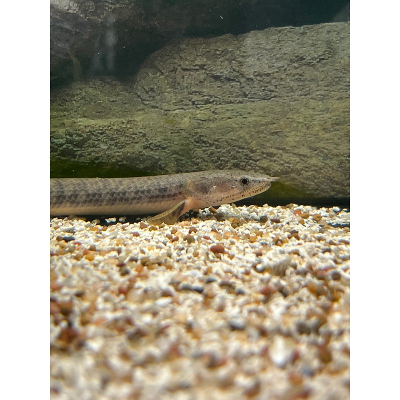Congo Green Bichir