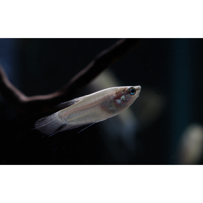 Croaking Gourami