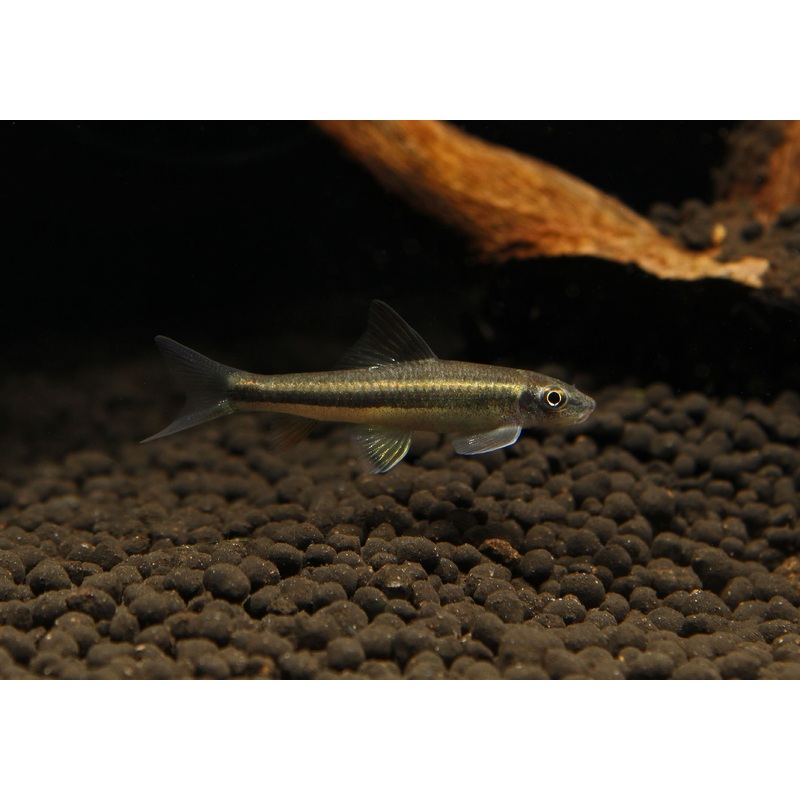 False Siamese Algae Eater