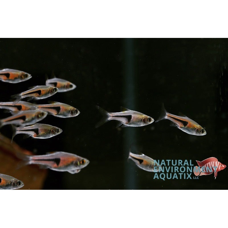 Lamb Chop Rasbora
