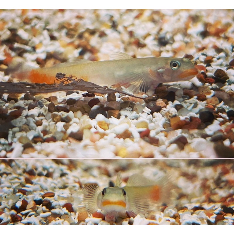 Lipstick Goby