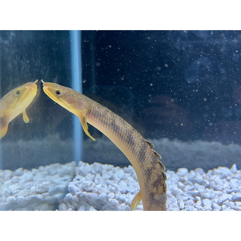 Marble Bichir