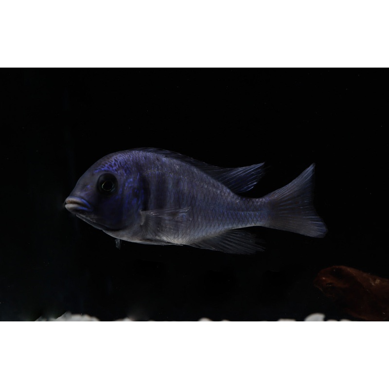 Moorii Hybrid Cichlid
