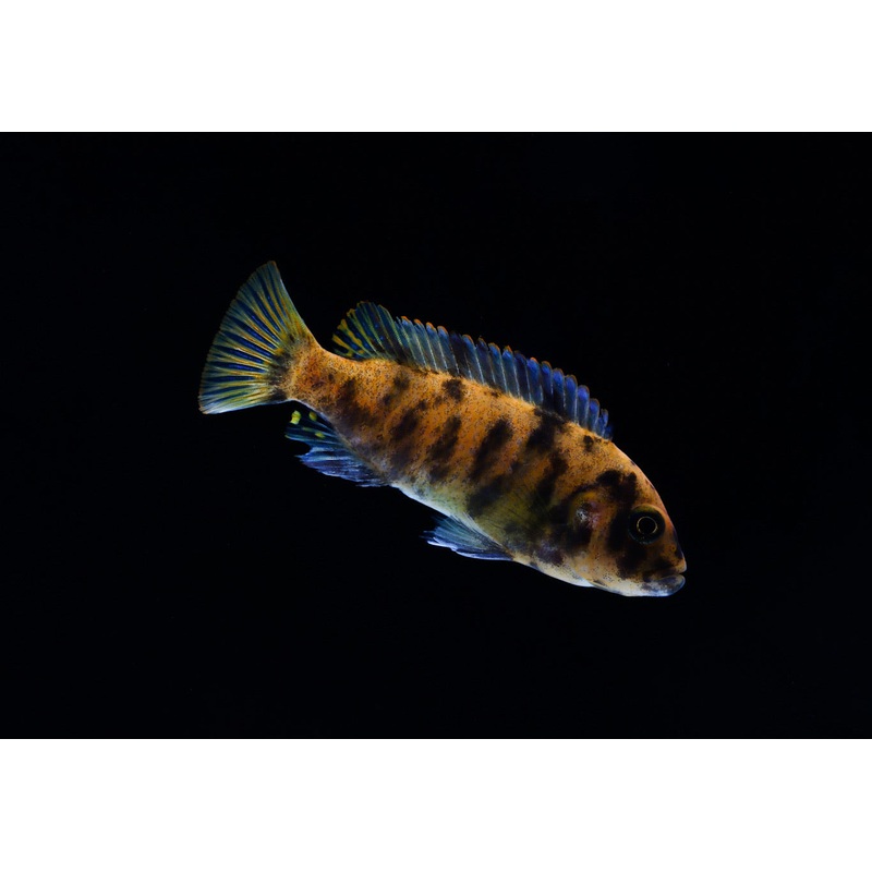 Mozambique OB Cichlid