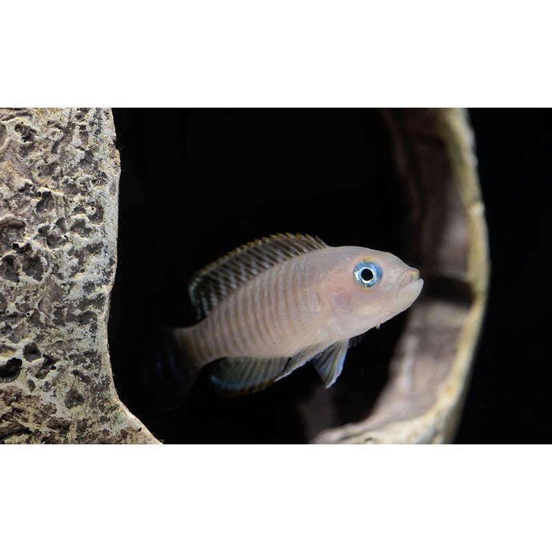 Multifasciatus Cichlid