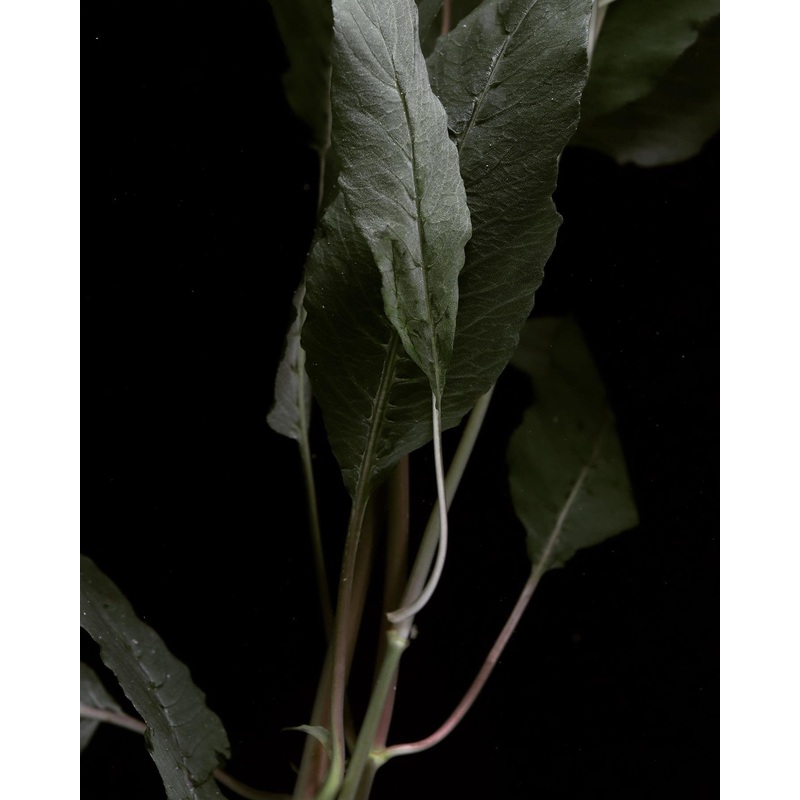 Narrow Leaf Temple
