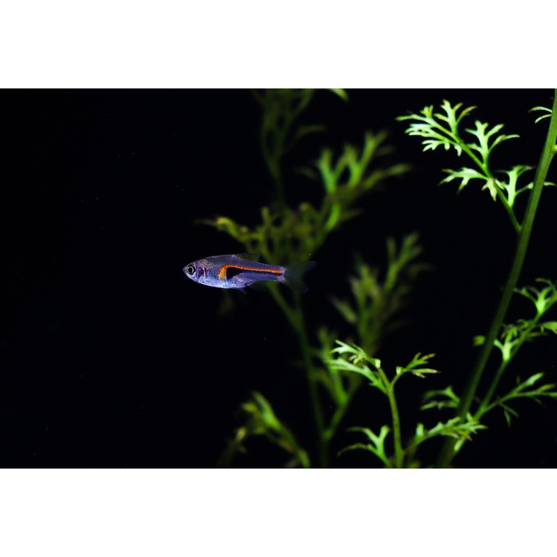 Narrow Wedge Rasbora