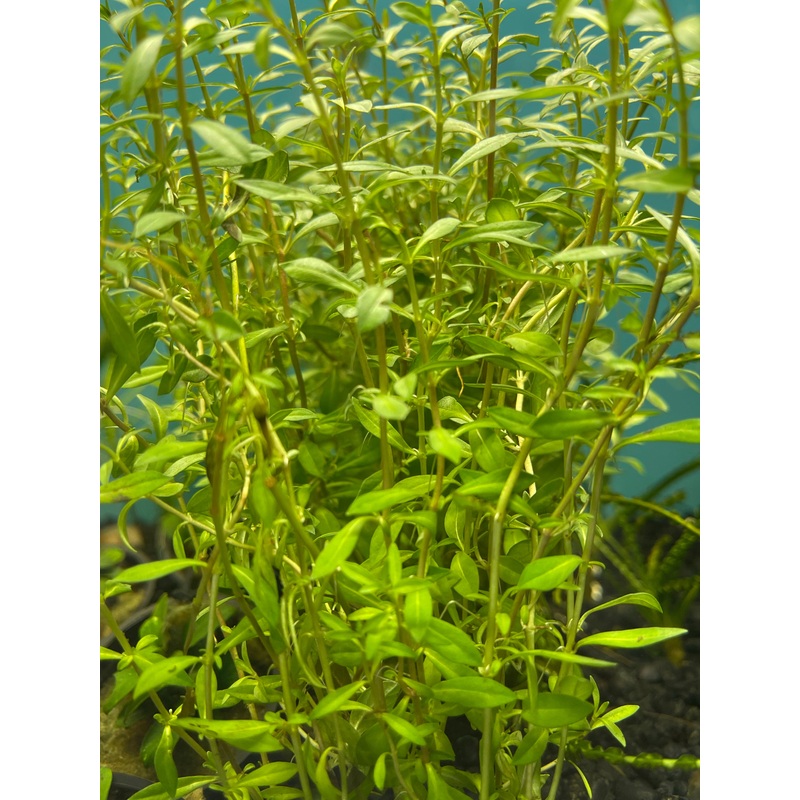Needle Leaf Ludwigia