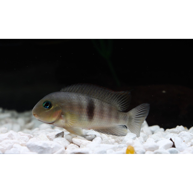 Neetropolus Nematopus Cichlid