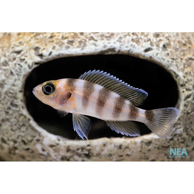 Neolamp. Fasciatus Cichlid