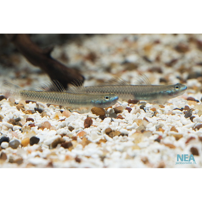 Neon Stiph. Goby