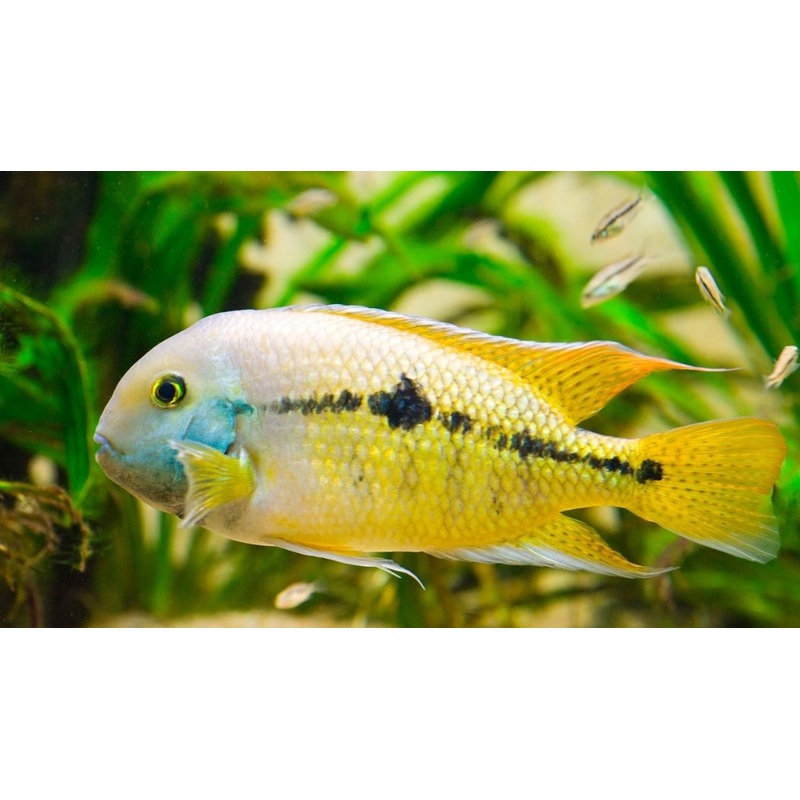 Nicaraguensis Cichlid
