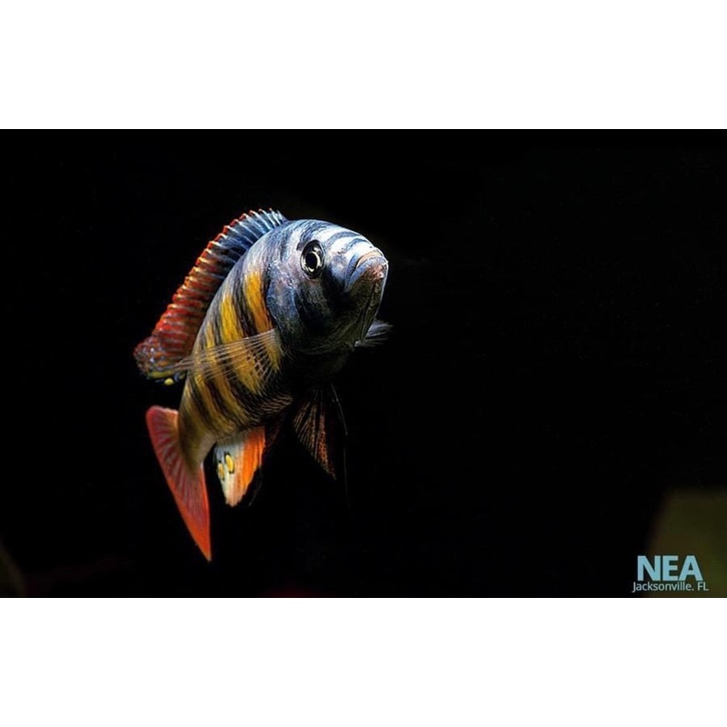 Nyerei Victorian Cichlid