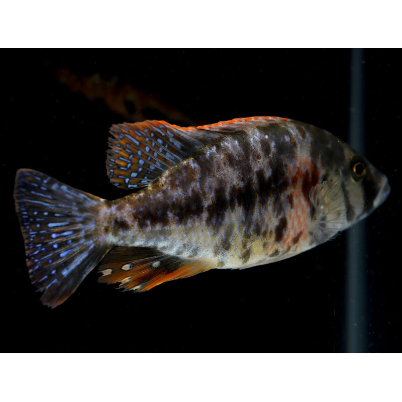 OB Compressiceps Cichlid