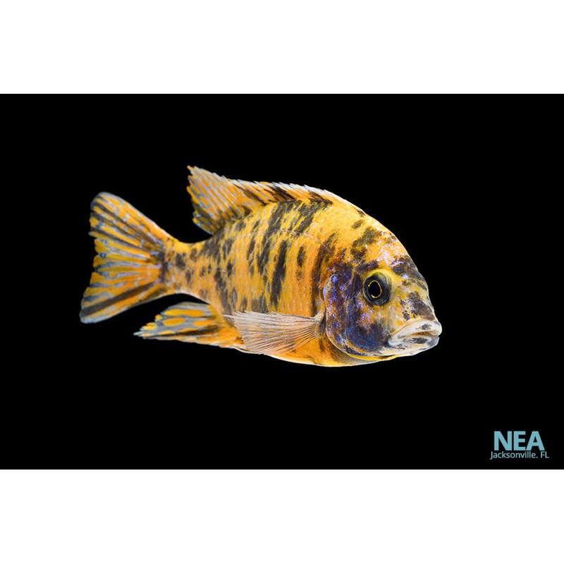 OB Peacock Cichlid