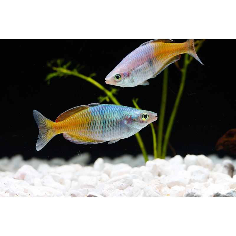 Orange Boesemani Rainbow