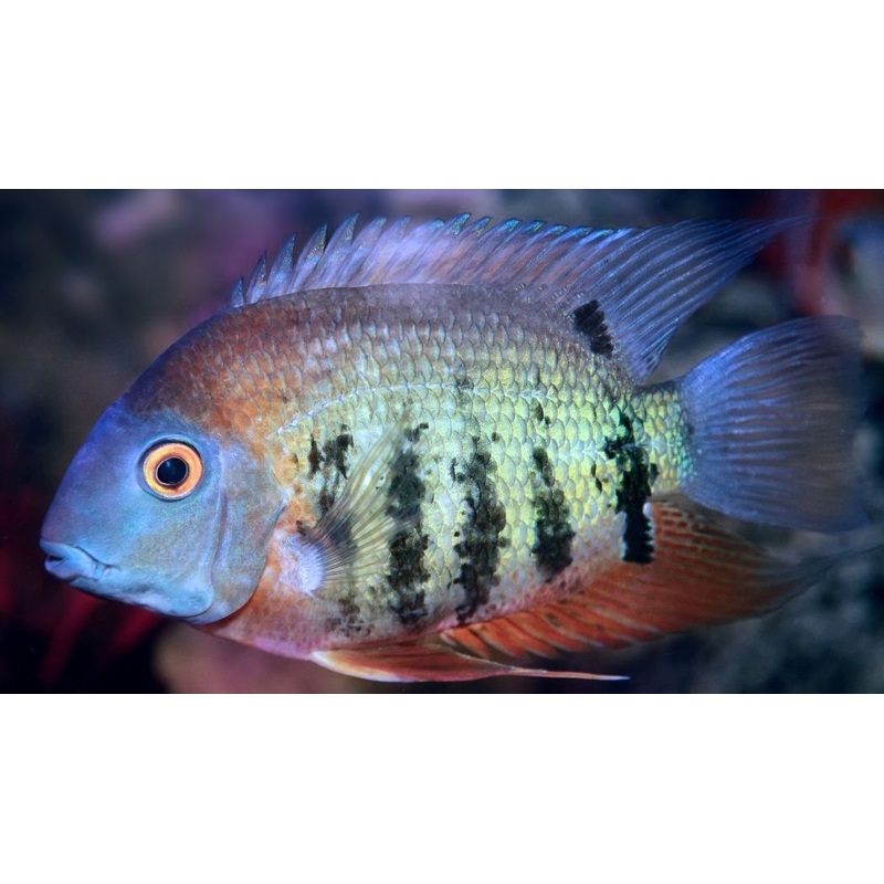 Orange Shoulder Severum Cichlid
