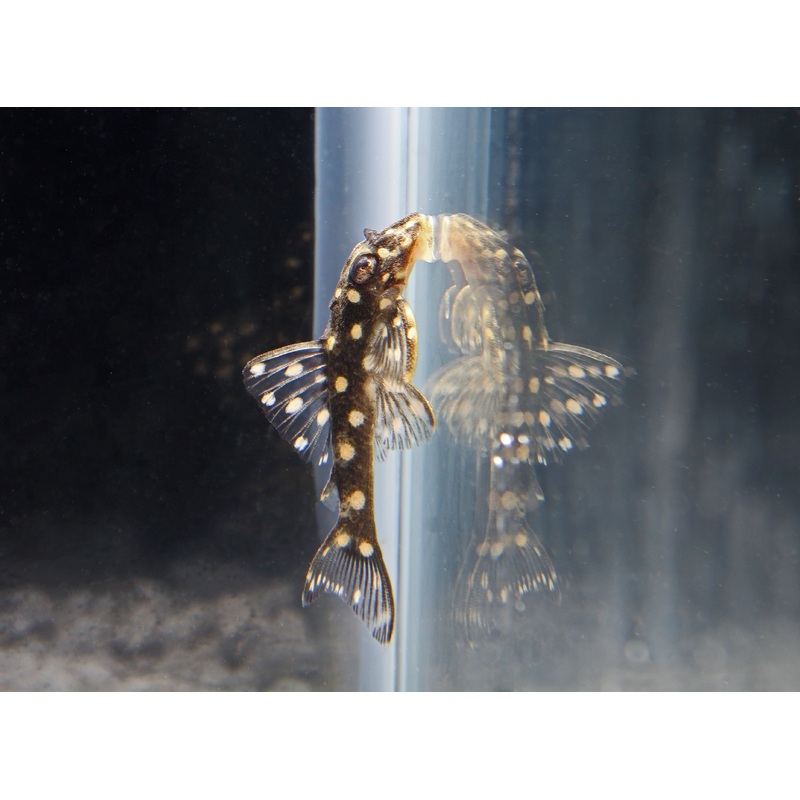 Orinoco Angel/Snowball Plecostomus L201