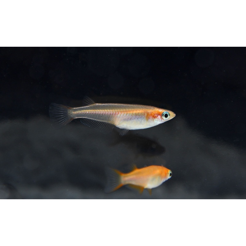 Oryzias Latipes Assorted Rice Fish