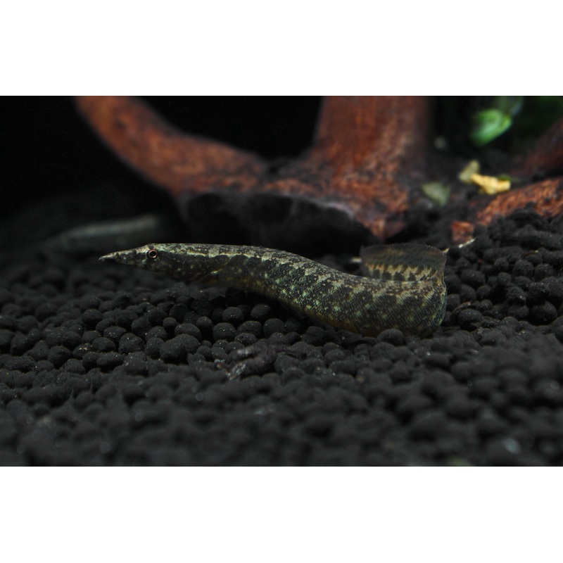 Peacock Eel