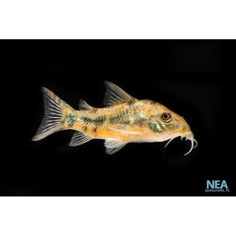 Pepper Corydoras Catfish