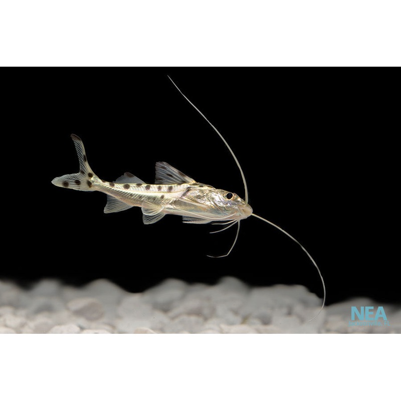 Polka Dot Pictus Catfish