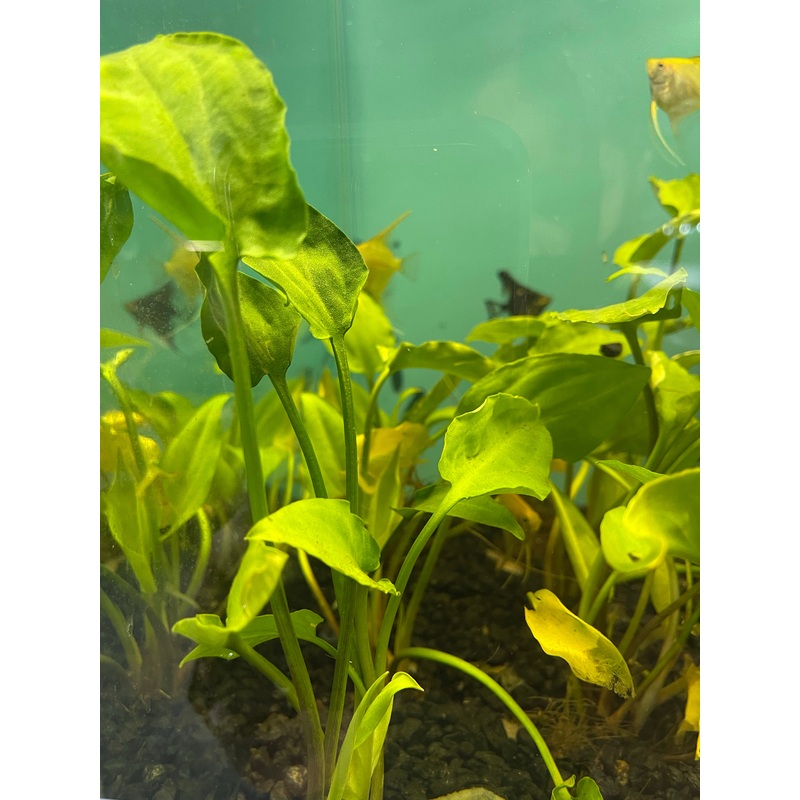 Pontederifolia Crypt