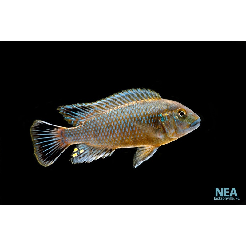 Pseudotropheus Williams Blue Lip Cichlid